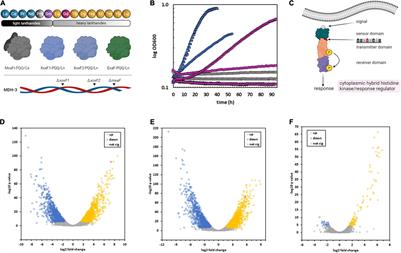 Hyperaccumulation of Gadolinium by Methylorubrum extorquens AM1 Reveals Impacts of Lanthanides on Cellular Processes Beyond Methylotrophy